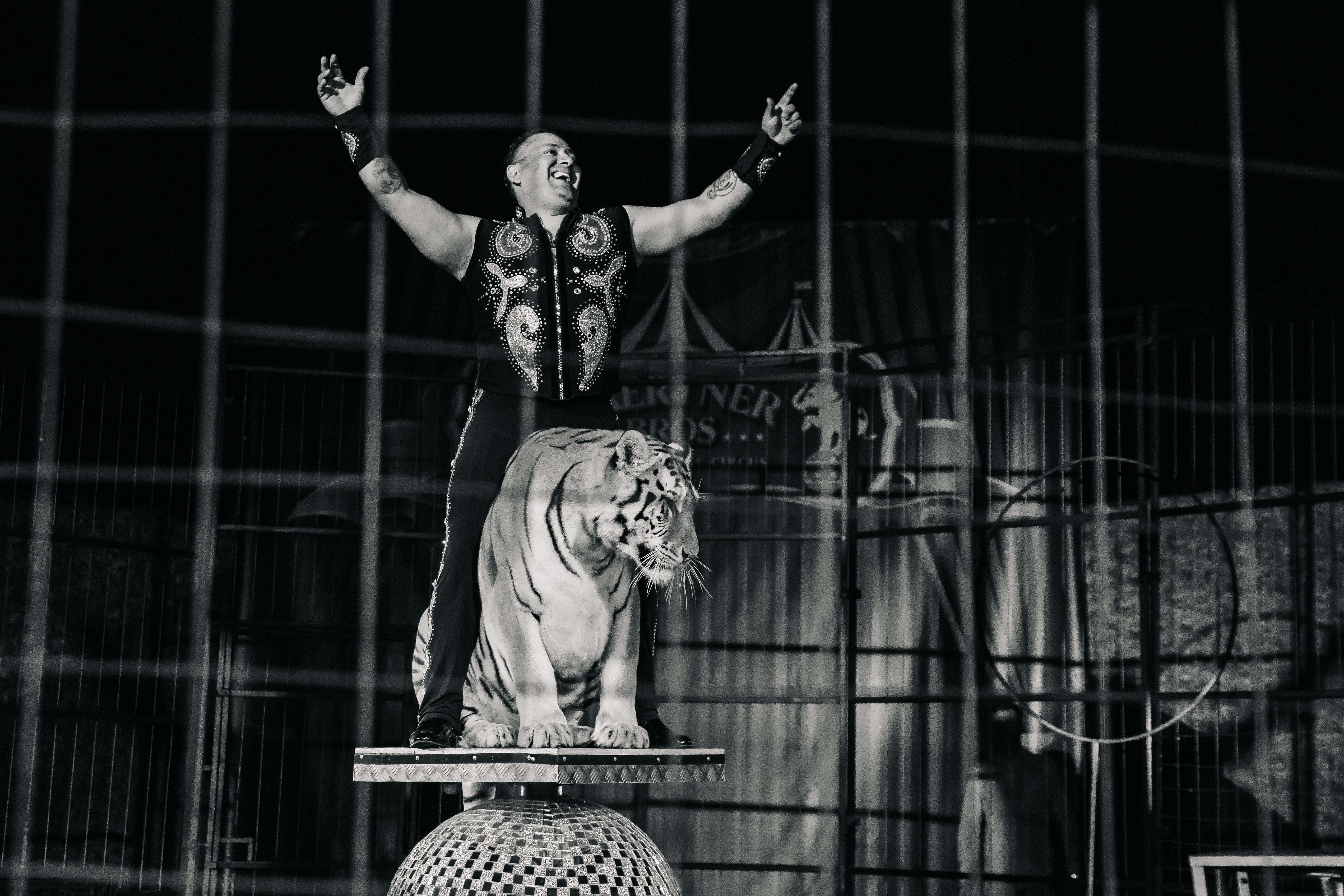 Цирк Шоу тигров и львов 2020