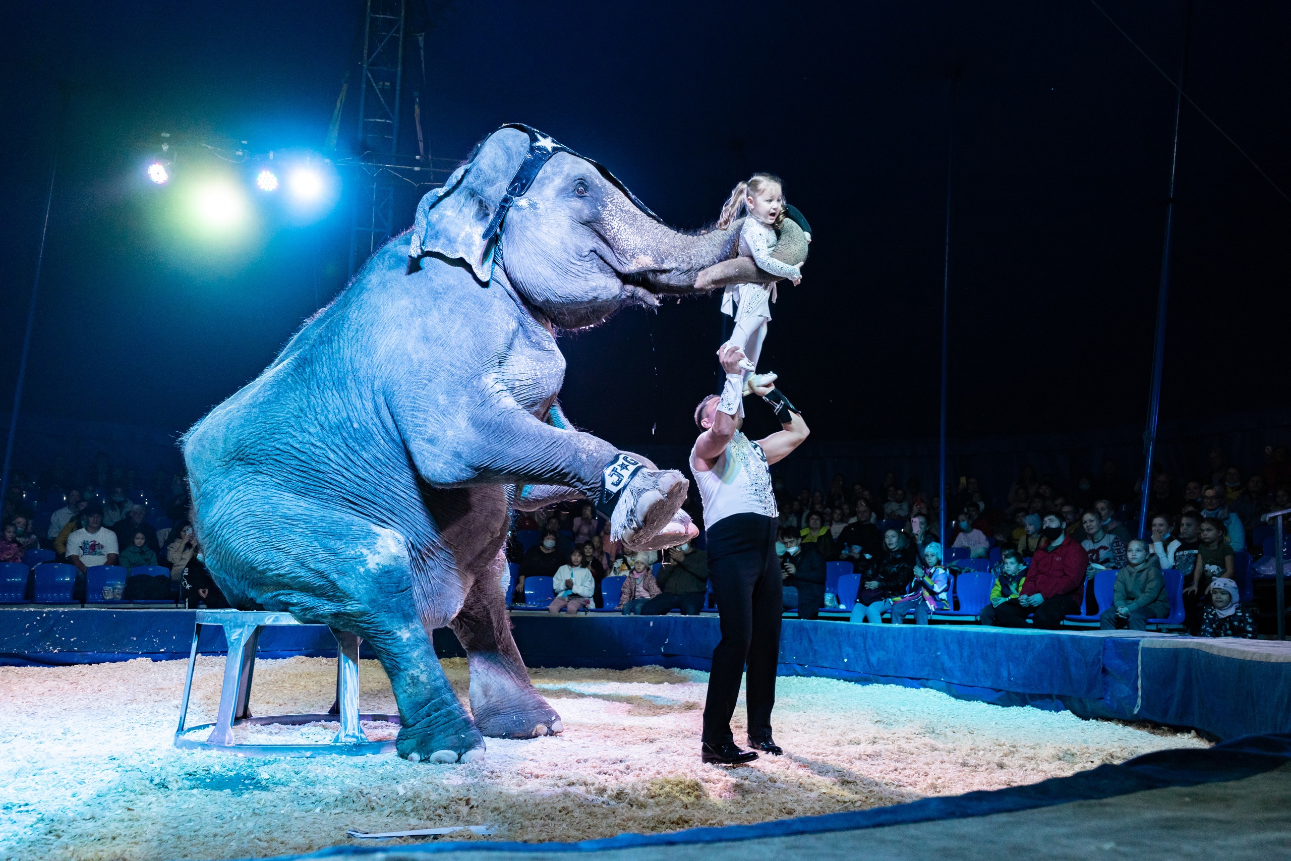 Цирк шоу слонов 2022