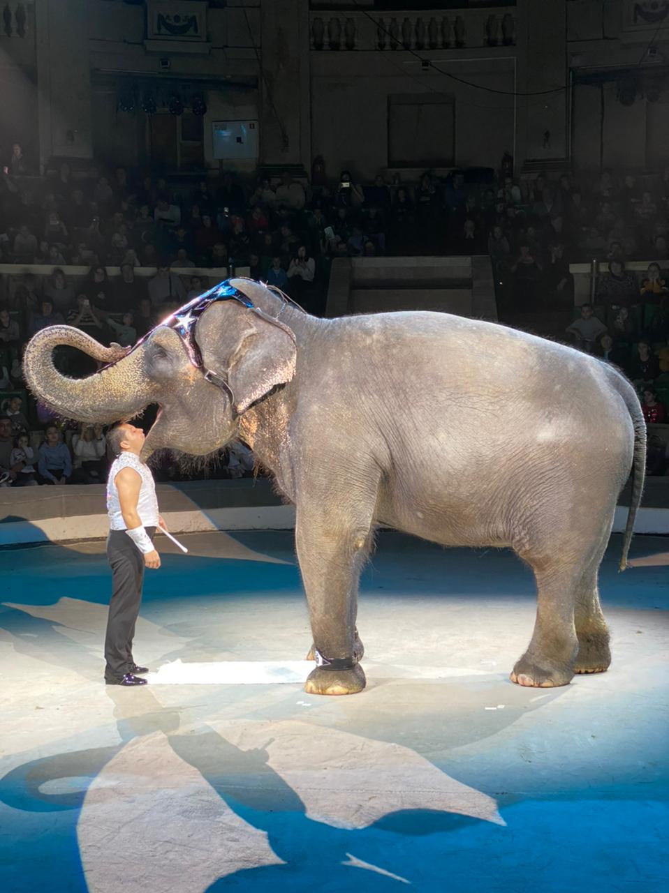 Цирк шоу слонов 2020