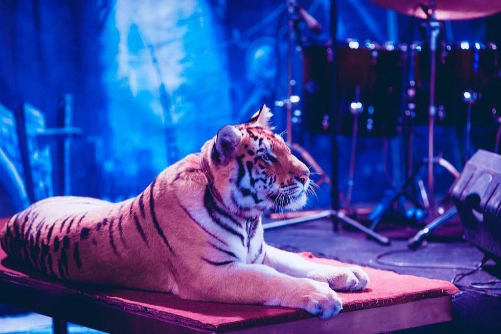 Немецкий цирк братьев Гертнер 2026