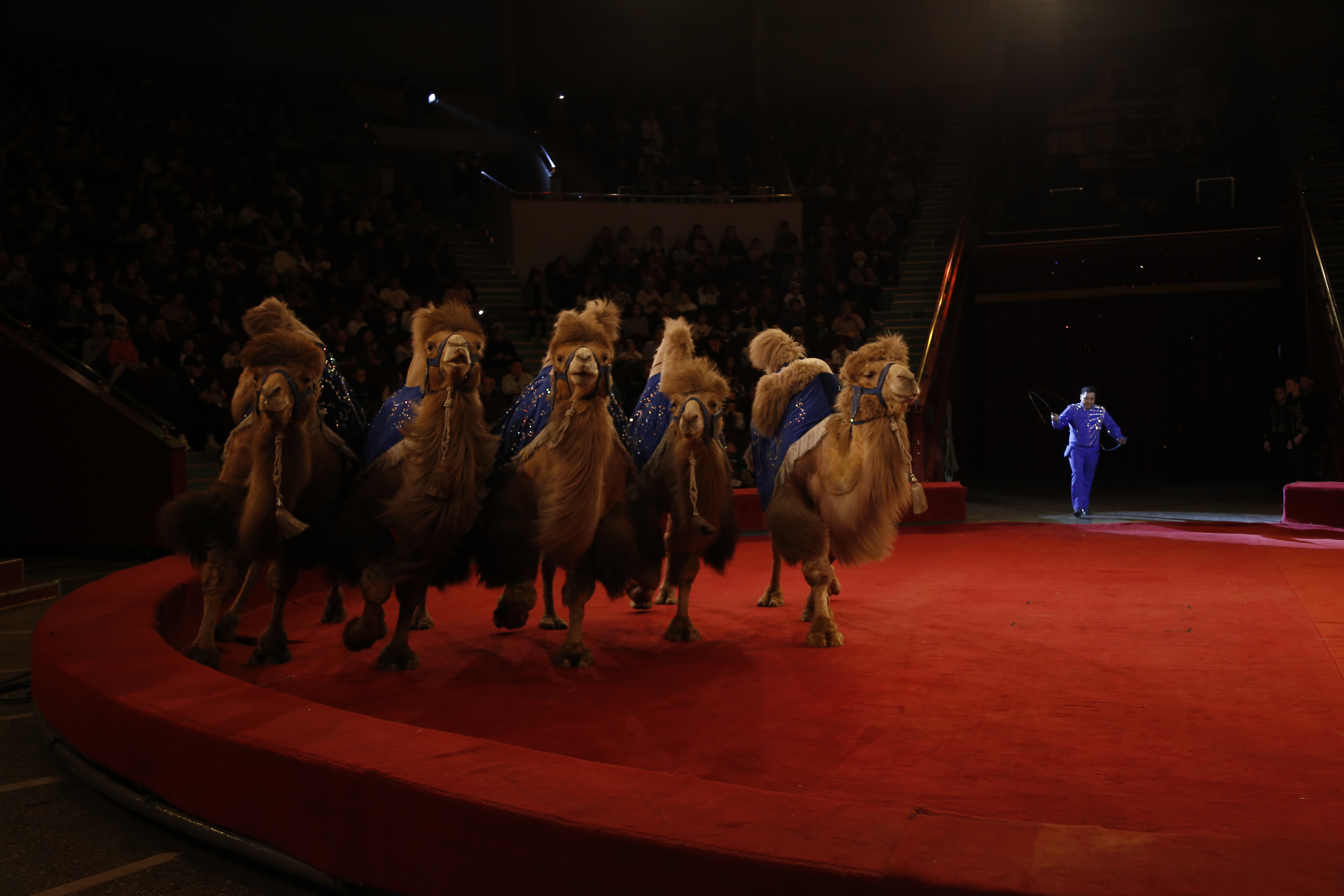 Немецкий цирк братьев Гертнер 2026